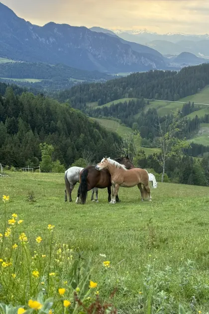 Almplätze für Pferde in Tirol Anfang Mai - Ende Oktober