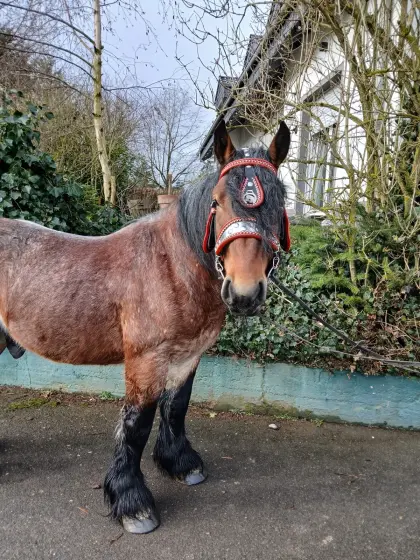 Super braver Wallach zu Verkaufen