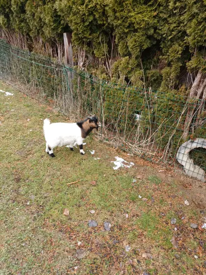 Kastrierter Zwergziegenbock