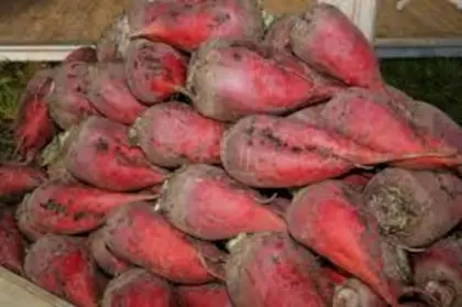 Futterrüben, Zuckerrüben