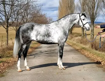 Ungarisches sportpferde