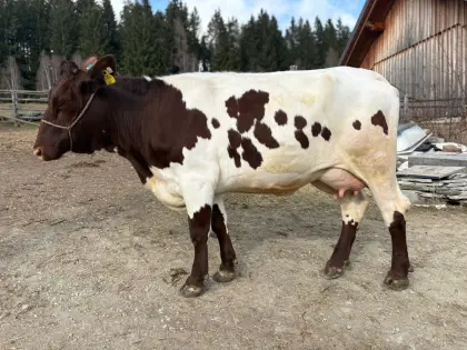 Original Pinzgauer Bio Jungkuh