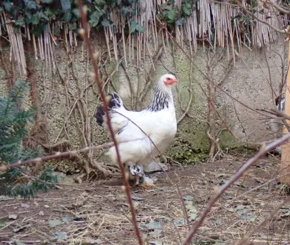 Brahma-Paar Weiß-Schwarz Columbia