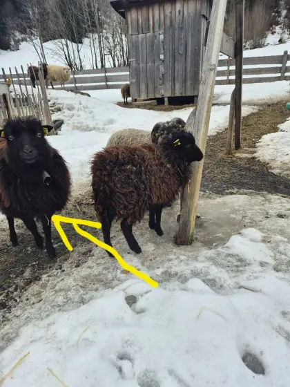 Ouessant, Zwergschaf, Quessant