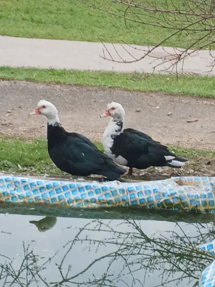 2 weibliche Moschusenten / Stummenten