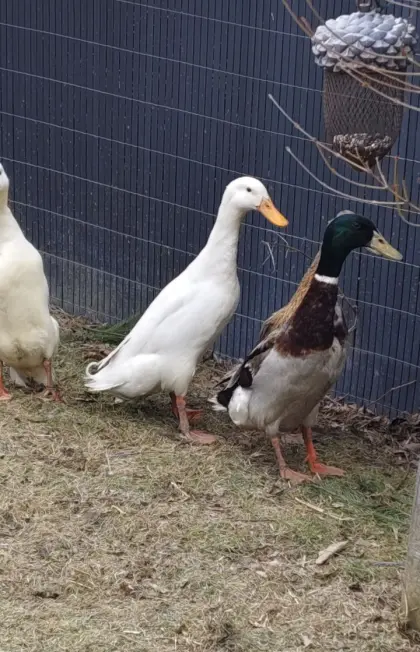 schöner junger weißer Erpel