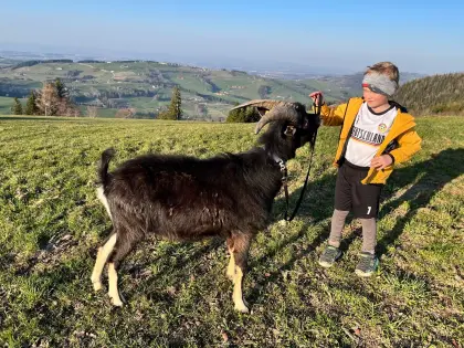 Bündner Strahlenziegen Bock