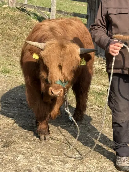 BIO Hochlandrinder STIER und Kalbinnen