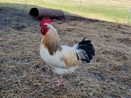 Hahn Sussex-Sulmtaler Mix