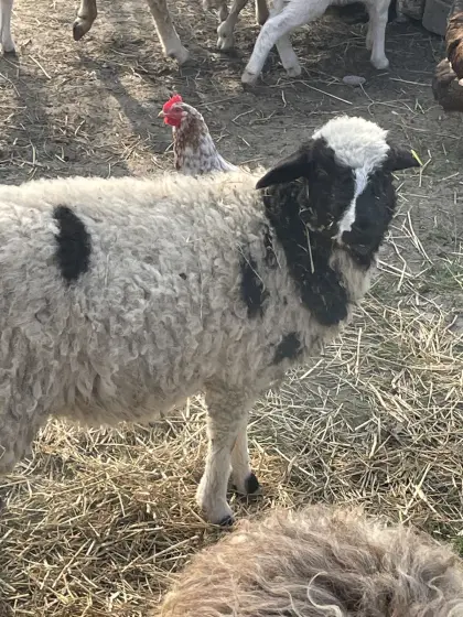 Waldschaf-Jungwidder