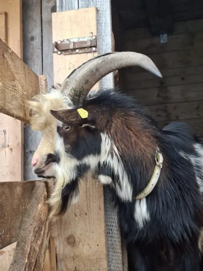 Tauernschecken Ziegenbock