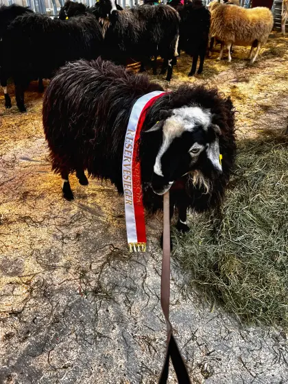 Krainer Steinschaf Widder Miran