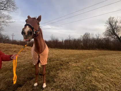 Tschechisches Warmblut