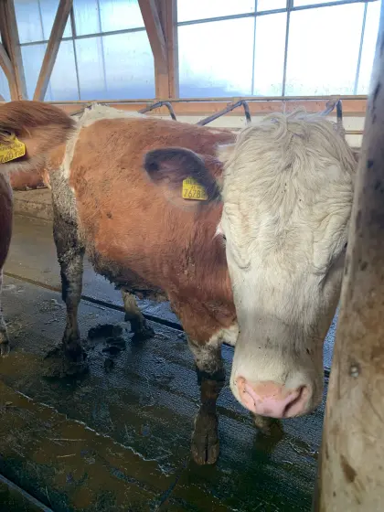 BIO Fleckvieh Kalbinnen Trächtig