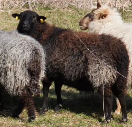 Dorper x Zackel Schaf Aue BIO zertifiziert