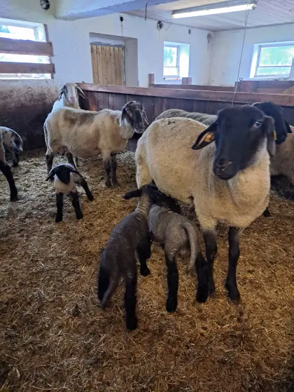 Mutterschafe mit Lämmern zu verkaufen