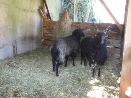 Zackelschafe weiblich