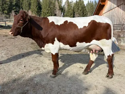 Original Pinzgau Bio Jungkuh