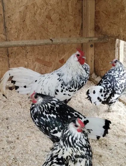 Hamburger Silberlack Zuchtstamm