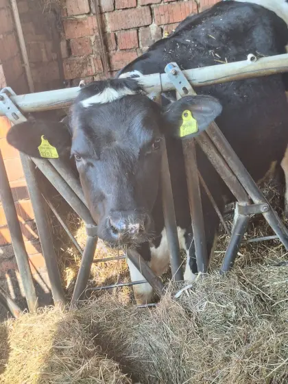 Kalbin trächtig HF geweidet