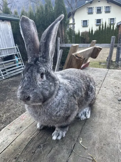 Riesenschecken Rammler Chinchillafarbig und Tätowiert