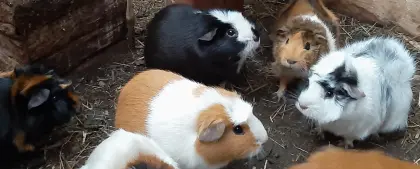 Meerschweinchen unterschiedlichen Alters (w, m) zu vergeben!