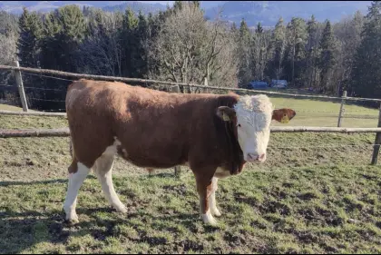 FV Jungstier 8 Monate