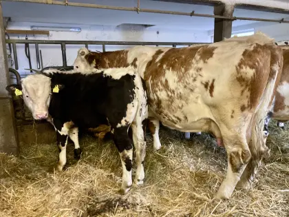 Mutterkuh mit Stierkalb