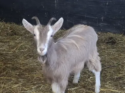 Ziegen und Toggenburger Kitz zu verkaufen