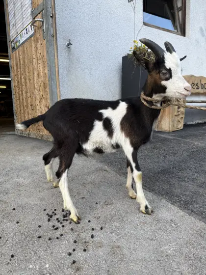 Tauernscheck Bock Kitz