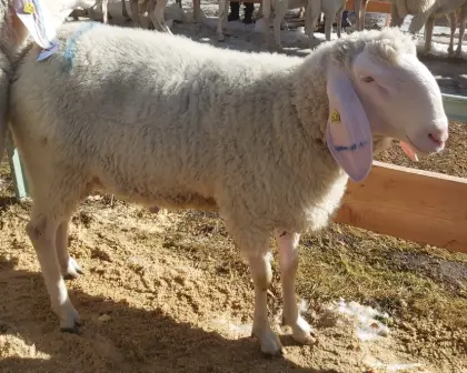 Tiroler Bergschaf