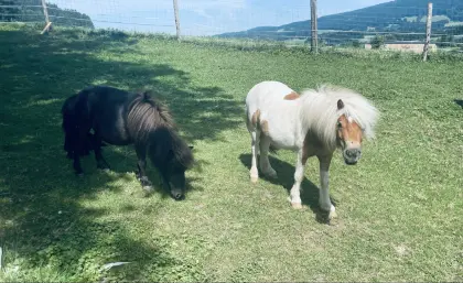 Verkaufe 2 Mini Shetlandponys Stuten
