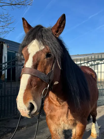 Super braver Wallach zu Verkaufen