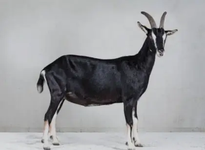 Suche Pinzgauer Strahlenziege