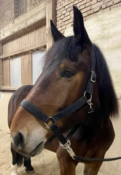 Noriker Stute 4 jährig