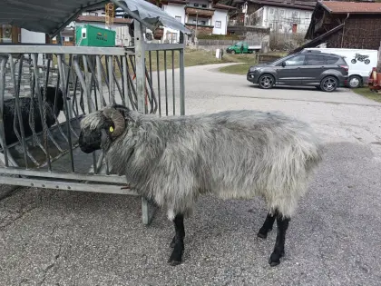 HB Steinschafewidder