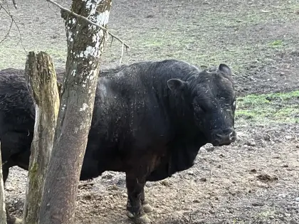 Bio Galloway-Stier