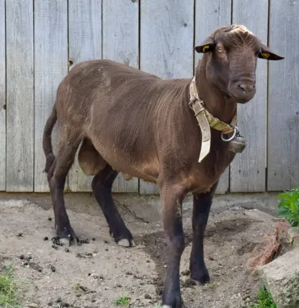 Reinrassiger BIO Jura Widder