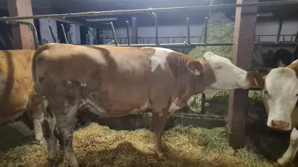 Verkaufe 2 trächtige BIO FV Kalbinen