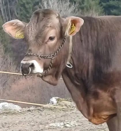 Verkauf Original Braunvieh Stier