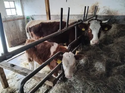 Junge Mutterkuh mit Kalb