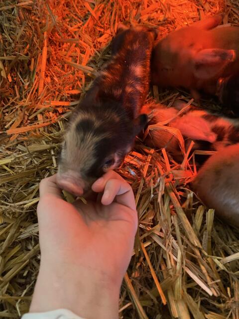 Kune kune Ferkel