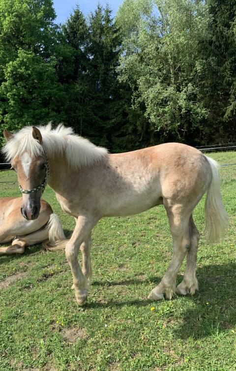 Haflinger Wallach
