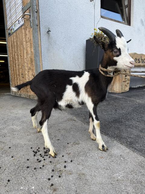 Tauernscheck Bock Kitz