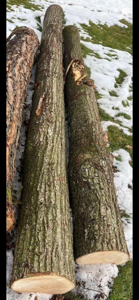 Lindenholz