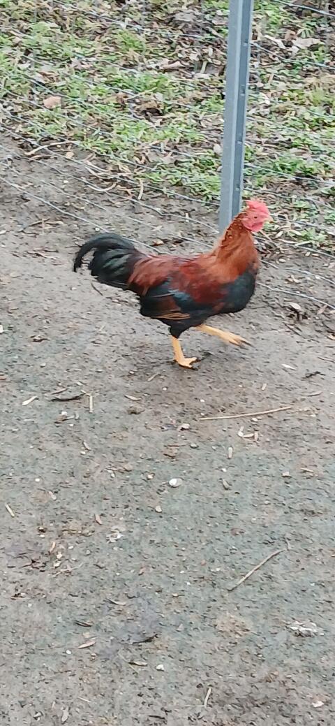 Tiere