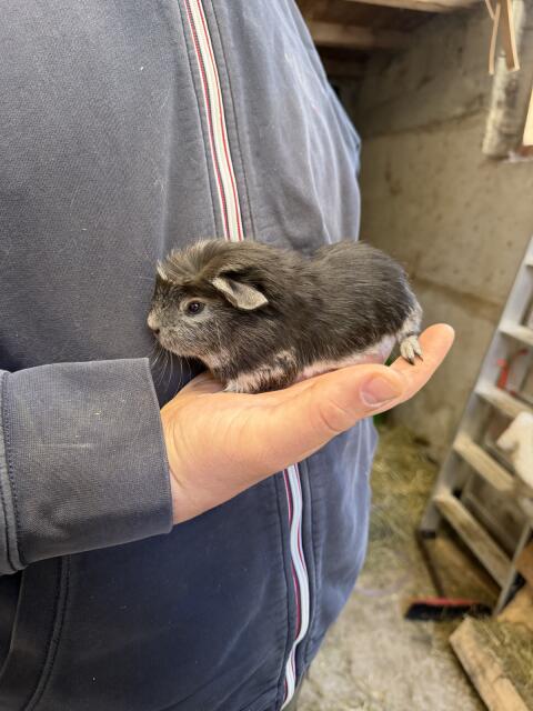 Riesenmeerschweinchen Cuy