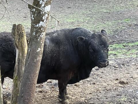 Bio Galloway Stier