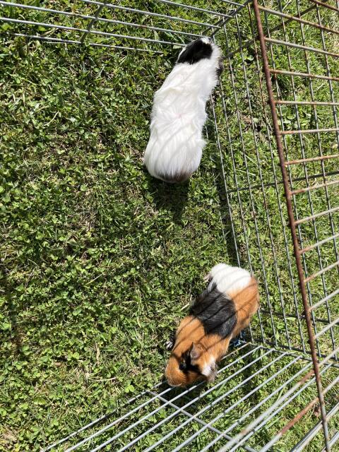 Meerschweinchen