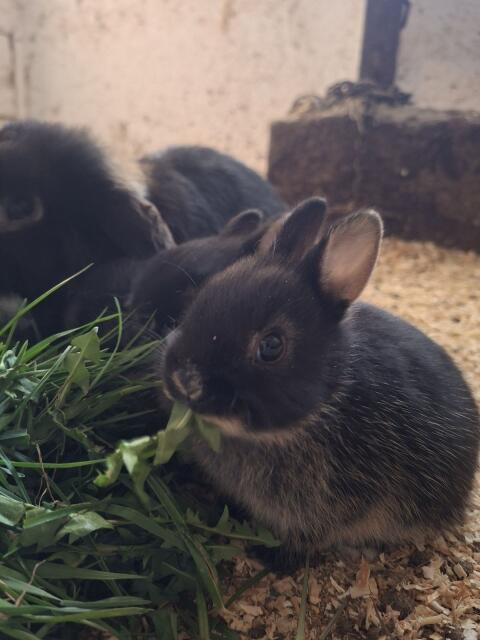 Kaninchen